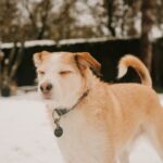 A brown and white dog standing in the snow